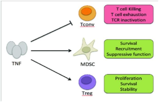 The Role Of Tumor Necrosis Factor In Cancer Progression - 2021